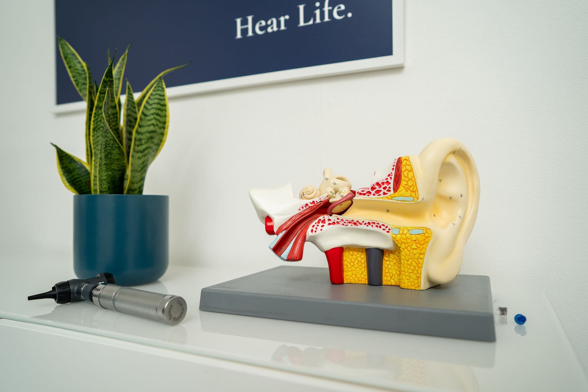 uNZQjT4w anatomy of the ear