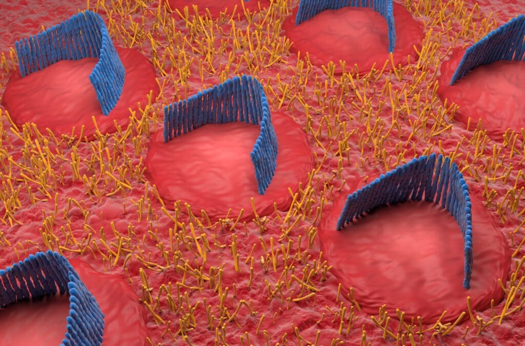 Image of inner ear hair cells