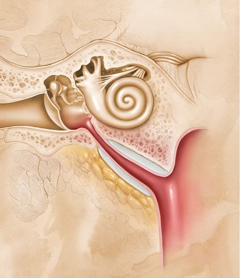 Image of eustachian tube and middle ear